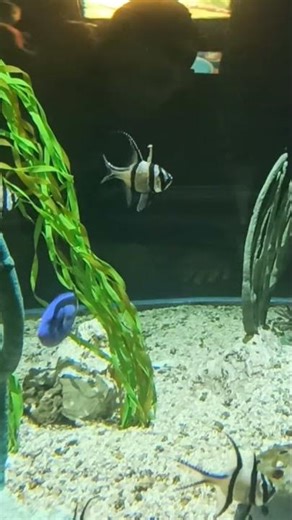 Finding Nemo #viral #youtubeshorts