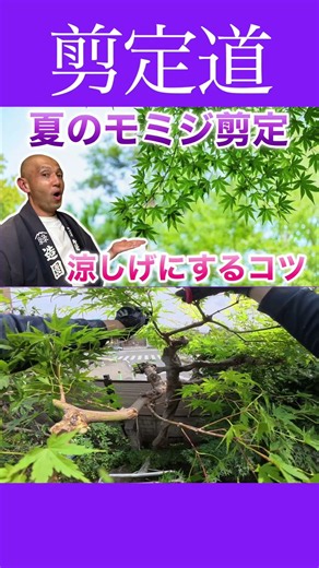 《モミジ剪定》奥行きと曲線のある涼しげな枝ぶりに！！ #庭木の管理 #モミジ #剪定方法 #股抜き #庭木の手入れ #庭木の剪定 #植物 #初心者 #ガーデニング