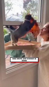 30K views · 37 reactions | When your pizza delivery turns into a feline heist  | The Lowdown | Facebook