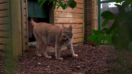 Raw video: Lynx from war-torn Ukraine arrives at new UK home after perilous journey across Europe