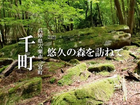 悠久の森を訪ねて（兵庫県宍粟市一宮町千町）