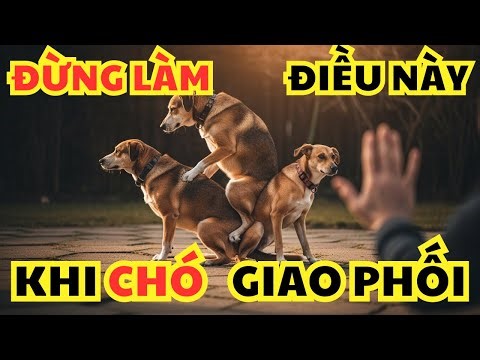 Chó giao phối bị dính chặt: Tuyệt đối đừng làm điều này kẻo hối hận cả đời