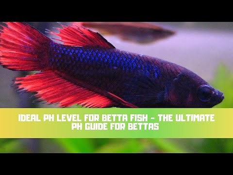 Ideal pH Level For Betta Fish - The ULTIMATE pH Guide For Bettas - How To Raise/Lower pH & More!