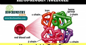 Hemoglobin Dan Cara Pemeriksaannya | Edisi Lengkap ; Seri Edukasi Teknologi Laboratorium Medik