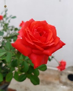 Rose Plant ~ Orange Roses | Roses