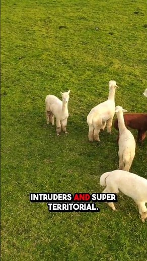 Can a Llama Be Your Bodyguard?