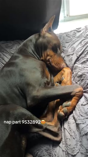 #dog #dogsoftiktok #baby | Dog Of TikTok