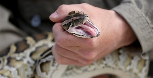 Giant Python Swallows A Woman Whole In Scene That Feels Like A Horror Movie