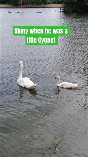 The Cutest Cygnet Meet Shiny and His Swan Family
