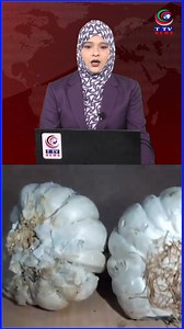 1.9M views · 25K reactions | Fake garlic made of cement sold in Maharashtra's Akola. Video goes viral . . . . . . . . . #TtvNews #Ttvupdates #TelanganaNews #HyderabadNews #hyderabadupdates #Dailyupdates #fastupdates #taaazakhabar #expressnews #telanganaexpress #todaynews #todayhyderabad #todaytelangana #telangananews #todayupdates | T TV News | Facebook