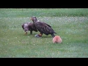 Eagles VS Cat