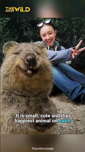 Quokka is the small, cute and happiest animal on Earth #shorts