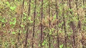 6K views · 29 reactions | Invitation to the next “GrassTech Seeder & Zero Grazing Demo Day”. Takes place at 10.30 tomorrow the 31/5/19 on the farm of Gary Pepper, Caldry, Cootehill, CO. Cavan, H16KW18. Where we will be discussing grass seed mixtures, overseeding and zero-grazing. Live demonstrations and presentations from Germinal Seeds and GrassTechnology. Refreshments provided. | Grass Technology | Facebook