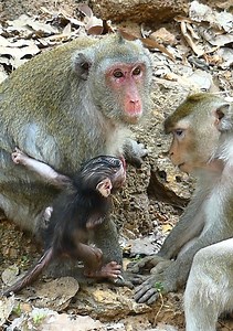 Really lovely Jane's baby! newborn baby monkey is playing with monkey Lony by love... | Jane Family