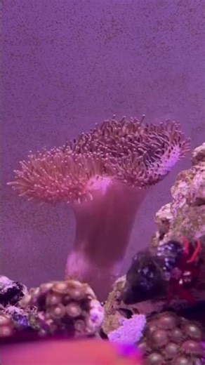 Toadstool coral 😍 beautiful shot by 📸@i.am.adonis #aquarium #coral #reef #coralphotography
