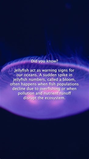 Every bloom tells a story about ocean health 🪼 | 4ocean