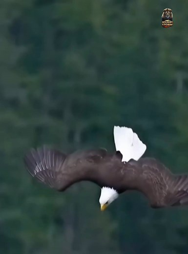 401K views · 8.3K reactions | 礪 Eagle – Part 1! The sky’s ultimate predator is here! Sharp vision, deadly speed & a royal attitude that rules the mountains and clouds. #Eagle #WildlifeReels #NatureLovers #ViralReels #USAWildlife | Wildlife Storm | Facebook