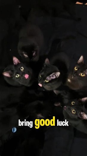 Why Black Cats Deserve Better care❤️ #shorts #animals