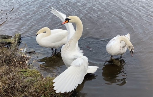 The Leith swan family bonding, nest building and gradually going their separate ways. Water of Leith, Edinburgh's River Forth Ports Leith Docks | Friends of the Water of Leith Basin (FOWL.b)
