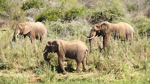 17K views · 1.1K reactions | Watch Hyena, Hippo, Elephants and more animals on a Wildlife Boat Safari in Greater Kruger, South Africa. Kambaku 2 Boat Safaris and Lodge #nature #safari #Animals #amazing #wildlife | Wildest Kruger Sightings | Facebook