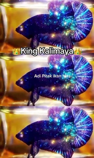 GILA! CUPANG INI DIHIASI BUTIRAN EMAS ASLI! 😱🔥 IKAN SULTAN BANGET!
