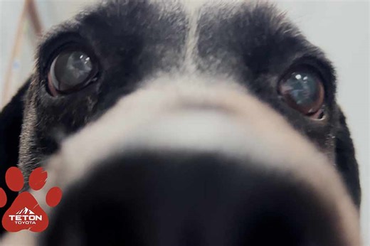 This 8-year-old black lab mix is our Pet of the Week - East Idaho News