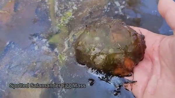 11K views · 207 reactions | During the spring migration, salamanders...