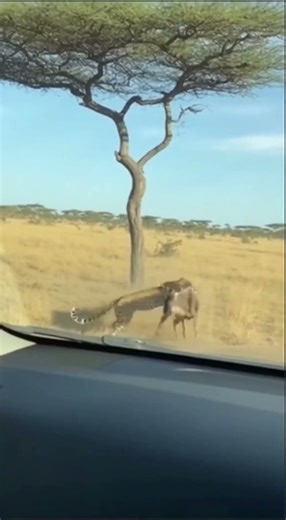 Leopard Hunts WRONG Baby Wildebeest - FLIES 100 METERS! 😱 100미터 날아감 😱 100メートル飛ぶ #wildliferescue