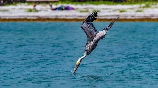 Animals in Louisiana