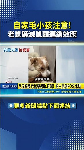 台北市近期加強投藥滅鼠行動 毛孩誤食老鼠藥過敏.狂喘! ｜三立新聞網 SETN.com