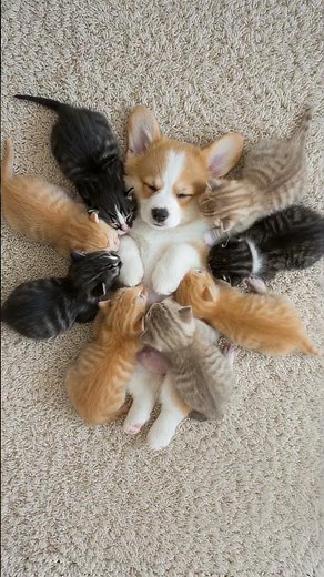 This Corgi Made 8 Cats Form a Perfect Star!