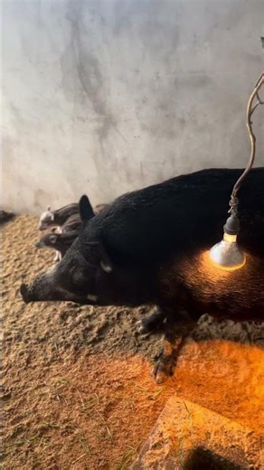 Adorable Piglet 🐗🥰 Amazing Video #enjoyrurallife #naturerurallife #rurallife #mycountrylife #pigfeed