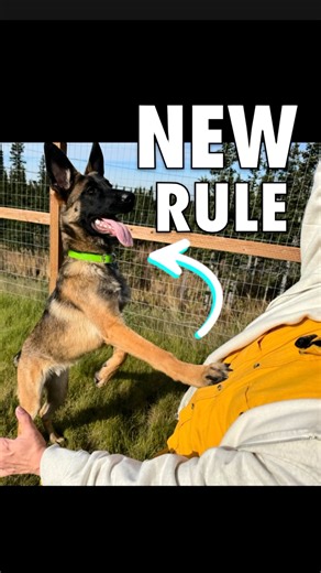 Zak George on Instagram: "If your dog barks, paws, nudges, or crowds you, they’re not being manipulative. They’re trying to figure out how to get your attention. Ignoring attention-seeking behavior often makes dogs escalate, while punishment can create frustration, hesitation, or confusion. Here’s how to teach your dog what DOES work instead 🙌 Get bite-sized daily guidance from me in my 100% free online dog training guide, 30 Day Perfect Pup! Sign up and get access for life at https://pupford.c