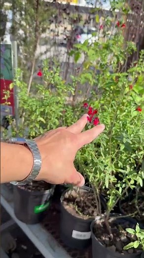 Plants for butterflies and hummingbirds