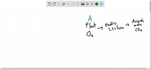 Place in chronological order the following steps in the formation and evolution of Earth's atmosphere: a. Plant life converts CO2 to oxygen. b. Hydrogen and helium are lost from the atmosphere. c. Volcanoes, comets, and asteroids increase the inventory of volatile matter. d. Hydrogen and helium are captured from the protoplanetary disk e. Oxygen enables the growth of new life-forms. f. Life releases CO2 from the subsurface into the atmosphere. | Numerade