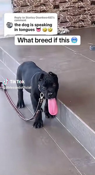 Understanding the Cane Corso Breed Characteristics