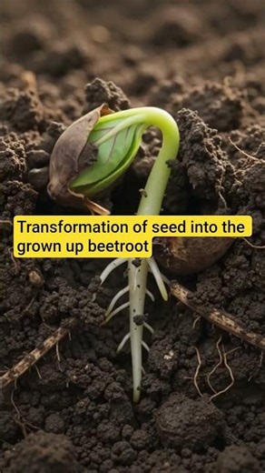 Transformation of seed into the grown up beetroot #beetroot #educationalvideo #lifecycle #biology