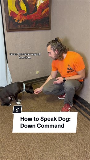 Dog Training 101 - How to teach Down using a magnet hand lure. The treat is a magent to your dog’s nose as you guide them to the floor to achieve that DOWN position. I want to emphasize that the Magnet Hand Lure is a technique you can use to teach ANY command! It’s all about timing and patience. When introducing commands it’s important to have the treat open enough to smell, maybe lick, but not open enough where your pup can steal it. Let us know what you want to learn next & FOLLOW to speak dog