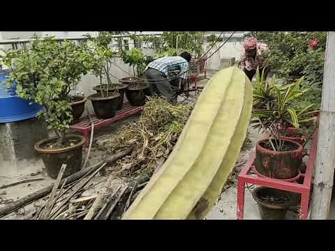 How to make luffa from ridge gourd || Making scrubber from self grown ridge gourd or sponge gourd.