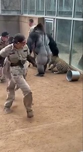 Gorilla Confronts Leopard to Protect Zookeeper – Caught on Camera
