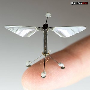 Researchers at Harvard are building "RoboBees" that can coordinate as a colony to perform group tasks. | BuzzFeed Tech