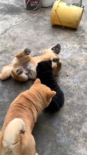 75K views · 3.3K reactions | What do small dogs do? #fbreelsvideo #cat #FunnyCats #pet #petlover #animallover #animals #catloversclub #dog | Kamru Vlogss | Facebook