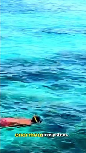 Great Barrier Reef Australia's Colossal Underwater World!