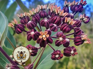 Heartleaf Milkweed Seeds, Asclepias Cordifolia, Rare Native Milkweed MW1010 - Etsy