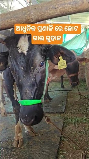 mini cow farm setup #dairyfarm #cow #fogger #dairyfarmers #automobile #lifeisbutadream #lifeisbutadr