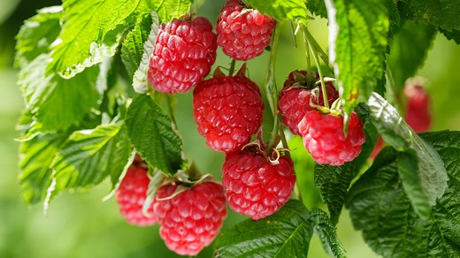 What's The Difference Between Primocanes And Floricanes On Raspberries (& Why It Matters) - House Digest