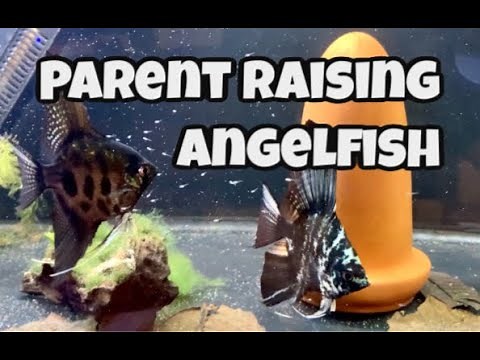 Parent Raising Angelfish Fry - Pinoy and Blue Marble Angelfish Spawn and Care for Babies