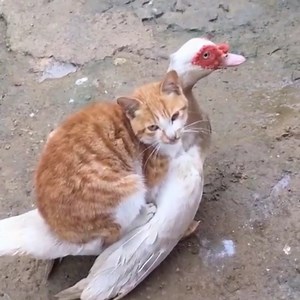 FUNNY CATS Videos 2021🤣 It's time to LAUGH with CATS | Pets Garden TV