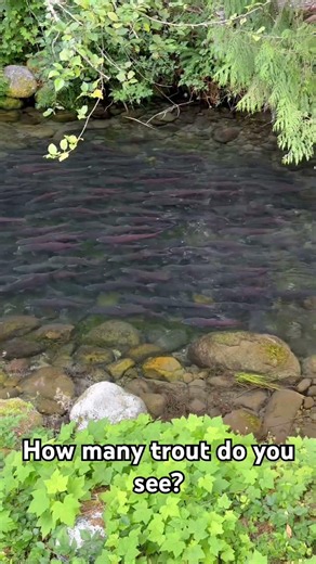 How many trout do you see? #alaska #fishing #trout #salmon