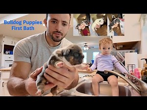 Mini & Micro English Bulldog Puppies: First Bath at 10 Days Old | Newborn Puppy Care Routine